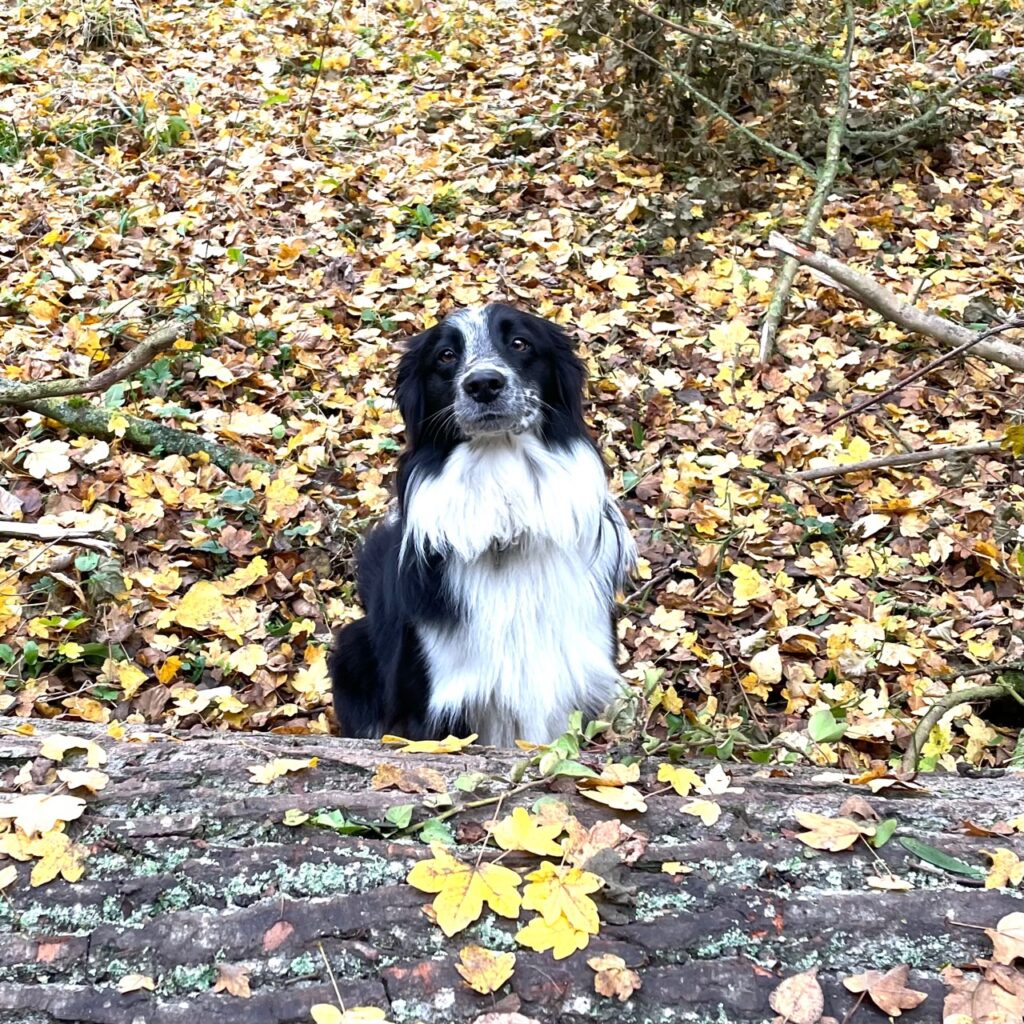 La Lévrière Chambres d'hôtes notre chien