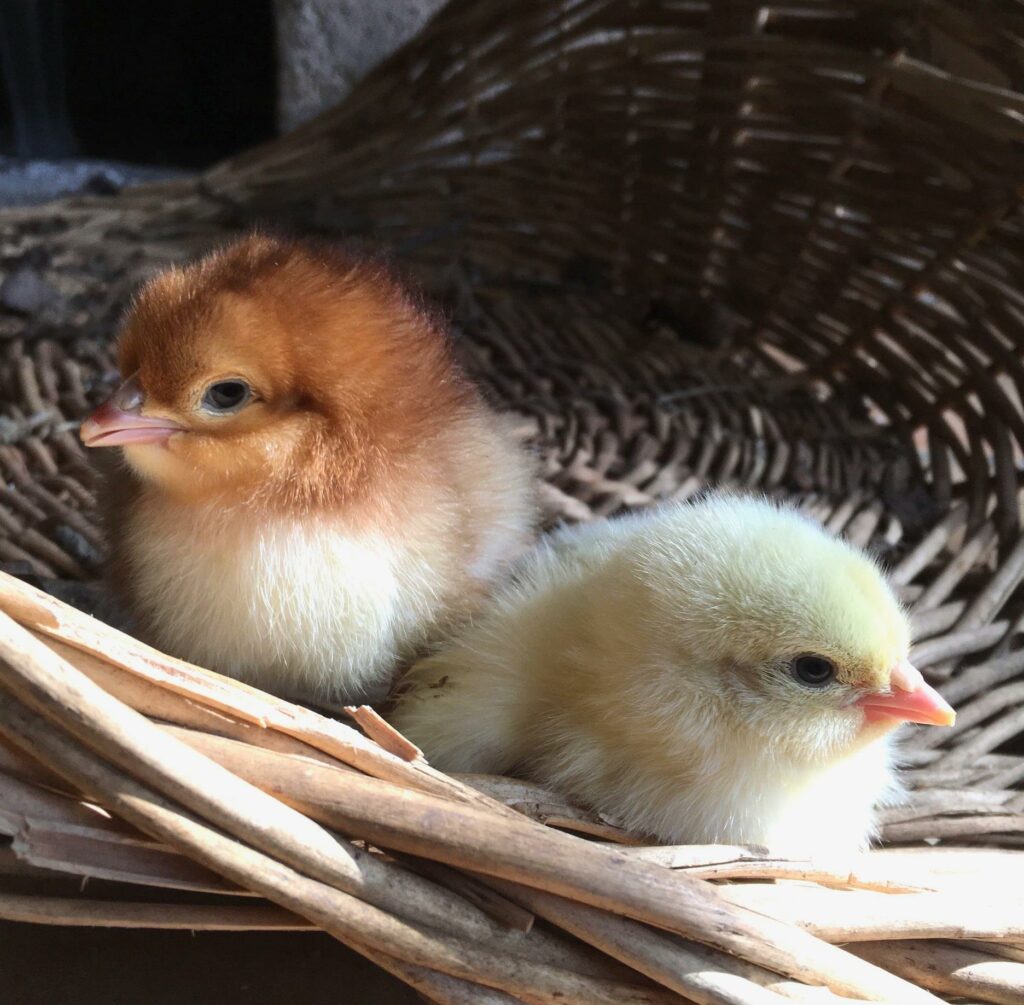 La Lévrière Chambres d'hôtes l'arrivée des poussins