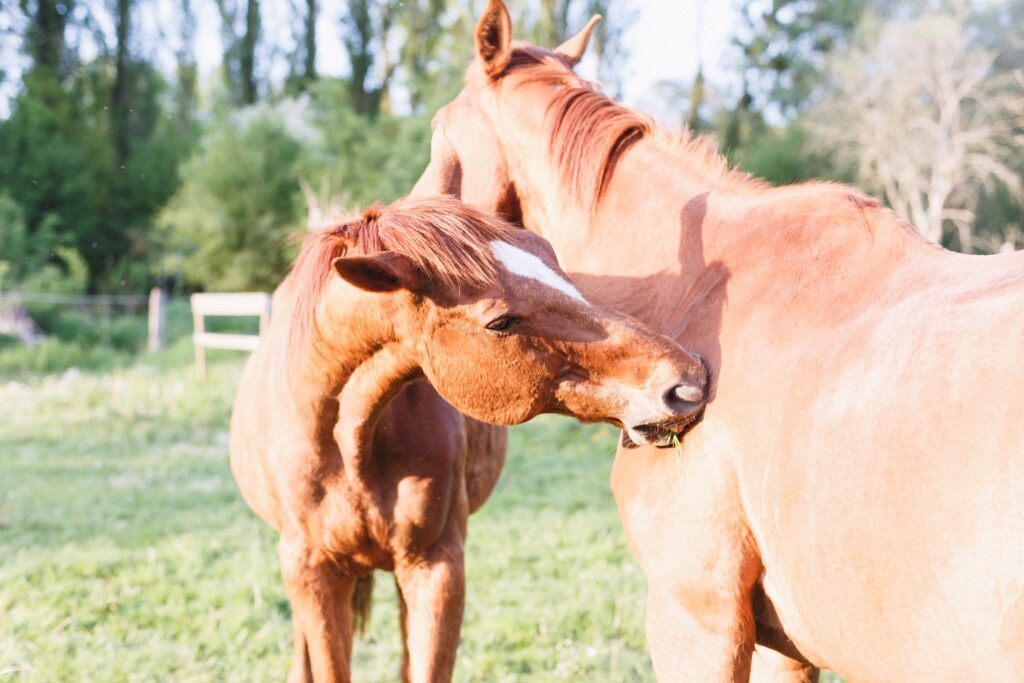 La Lévrière Chambres d'hôtes nos chevaux